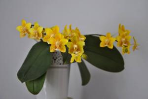 Phalaenopsis Yellow Chocolate