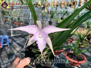 Brassocattleya Viet Star