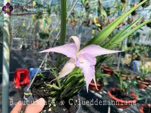 Brassocattleya Viet Star