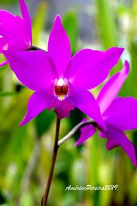 Laelia gouldiana