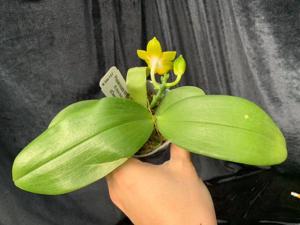 Phalaenopsis KS Pipa