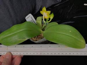 Phalaenopsis KS Pipa