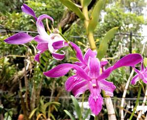 Dendrobium Caesar-Seletar Blue Lips