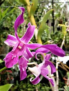 Dendrobium Caesar-Seletar Blue Lips