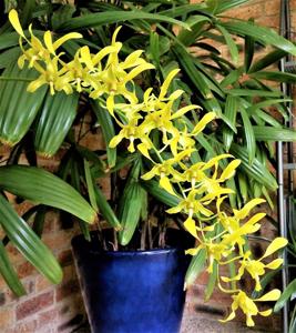 Dendrobium Mighty Antlers