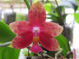 Phalaenopsis Yin's Coral Princess