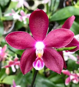 Phalaenopsis Double Shot