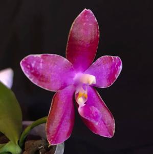 Phalaenopsis Yaphon GG-Tying Shin Fly Eagle