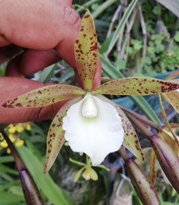 Brassocattleya S. y N. Andrés Johnson