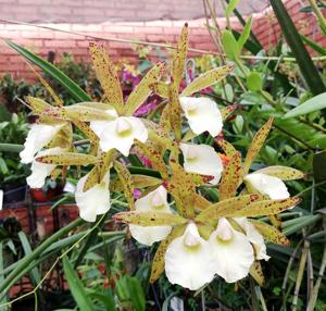 Brassocattleya S. y N. Andrés Johnson