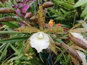 Brassocattleya S. y N. Andrés Johnson