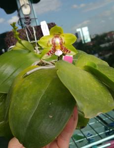 Phalaenopsis Yaphon Sir-Brother Passat