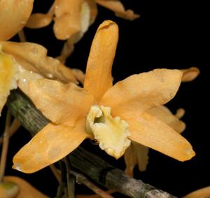 Dendrobium Uni-Scabri