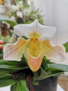 Paphiopedilum Rosy Dawn