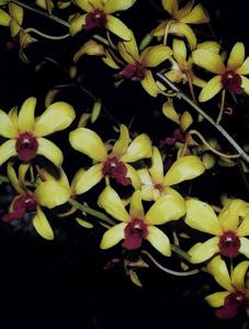 Dendrobium Sri-Siam