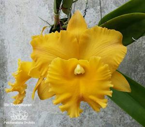 Rhyncholaeliocattleya Thongsupran