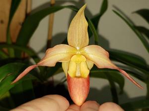 Phragmipedium Mary Bess