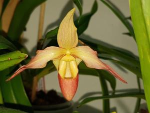 Phragmipedium Mary Bess