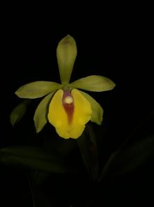 Sergioara Yokosuka Story