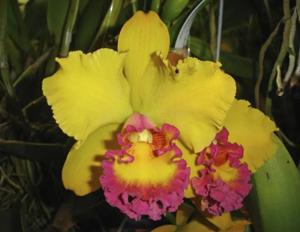 Rhyncholaeliocattleya Beverly Blietz