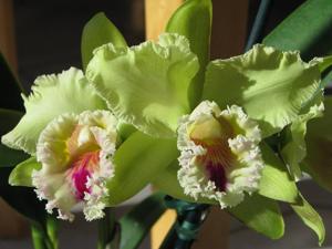 Rhyncholaeliocattleya Pat and Ted Mazierski