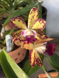 Cattleya Katherine Clarkson