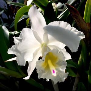 Rhyncholaeliocattleya Mount Hood