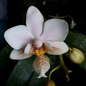 Phalaenopsis Wiganiae