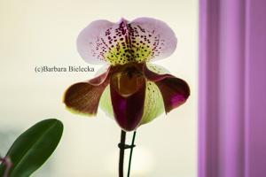 Paphiopedilum Cocoa Kiku