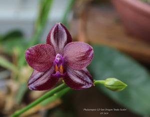 Phalaenopsis LD Sun Dragon