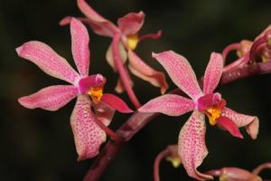 Renanthopsis Yuyake