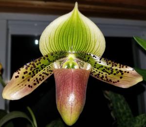 Paphiopedilum Spring Sunset