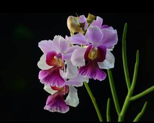 Papilionanda Nam Kee