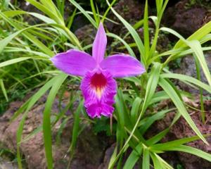 Arundina Singapore Botanic Gardens