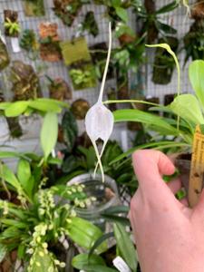 Masdevallia Snowbird