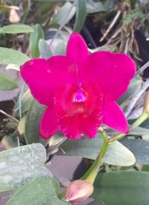 Cattleya Chien Ya Ruby