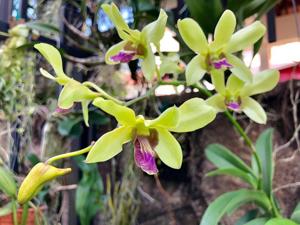 Dendrobium Ng Boon Teck