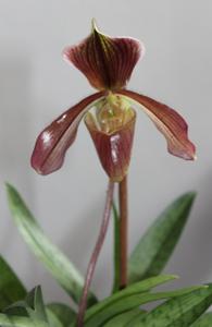 Paphiopedilum Harrisianum