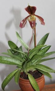 Paphiopedilum Harrisianum