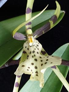 Brassia Rex