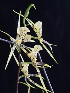 Brassia Rex