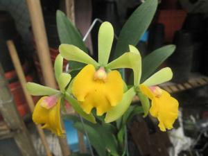 Sergioara Yokosuka Story