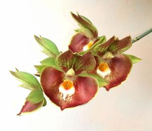 Catasetum Penang