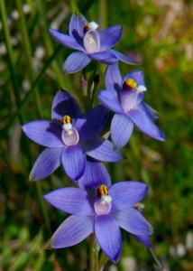 Thelymitra azurea-alcockiae