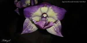 Zygonisia Murasakikomachi