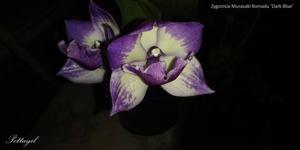 Zygonisia Murasakikomachi