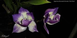 Zygonisia Murasakikomachi