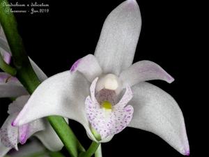 Dendrobium delicatum