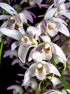 Dendrobium delicatum