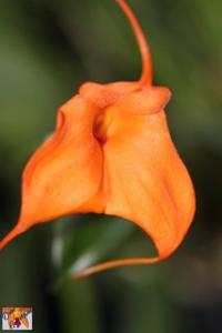 Masdevallia Southern Sun